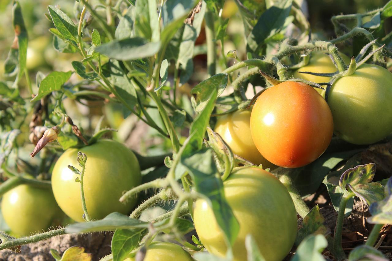 Kom El Dikka Agri Lodge ‘Izbat an Nāmūs Pokój zdjęcie